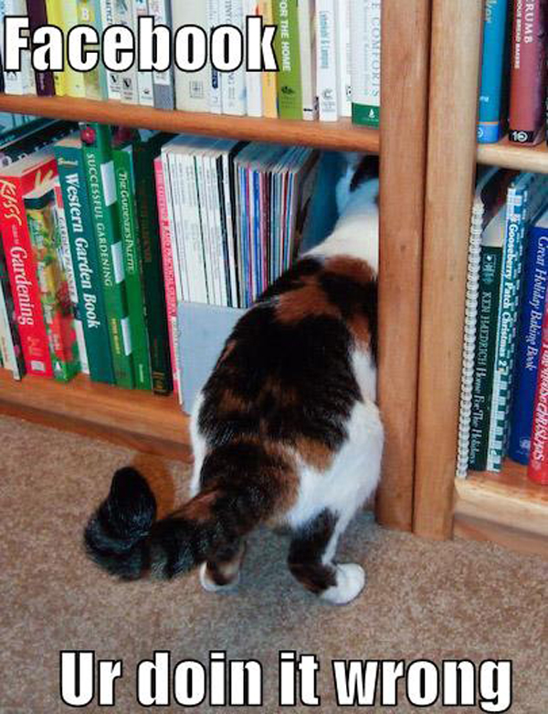 funny-pictures-facebook-library-cat